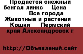 Продается снежный бенгал(линкс) › Цена ­ 25 000 - Все города Животные и растения » Кошки   . Пермский край,Александровск г.